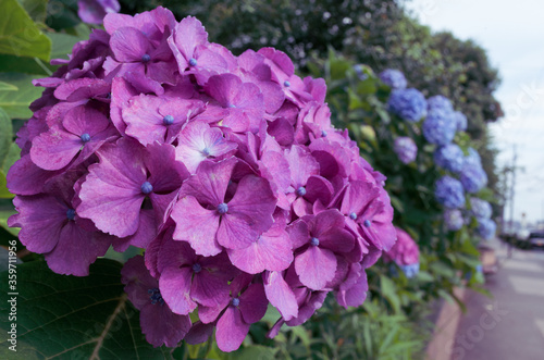 紫色の紫陽花