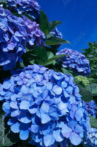 青色の紫陽花