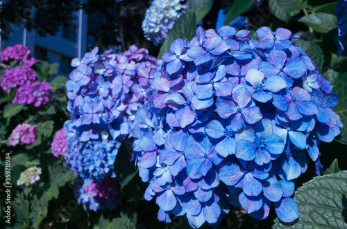 青色の紫陽花