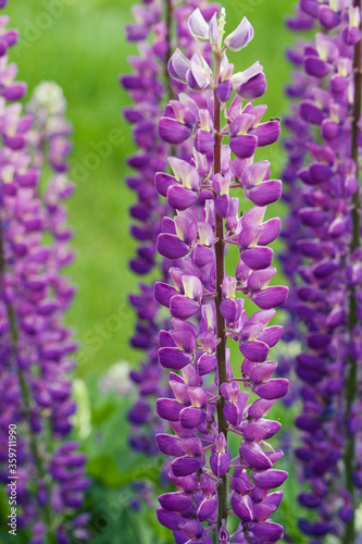 Lupinus, lupin, lupine field with pink purple flowers.