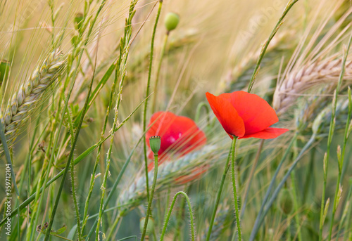 red poppy in wheat field