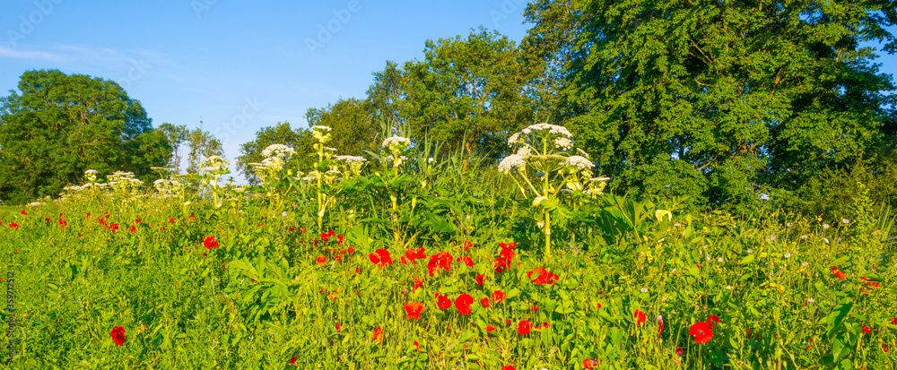 Wild flowers like red papavers and giant hogweeds in a grassy green field in sunlight in summer