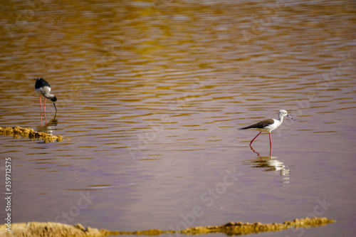 Stilt in the Eilat Ornithological Park photo