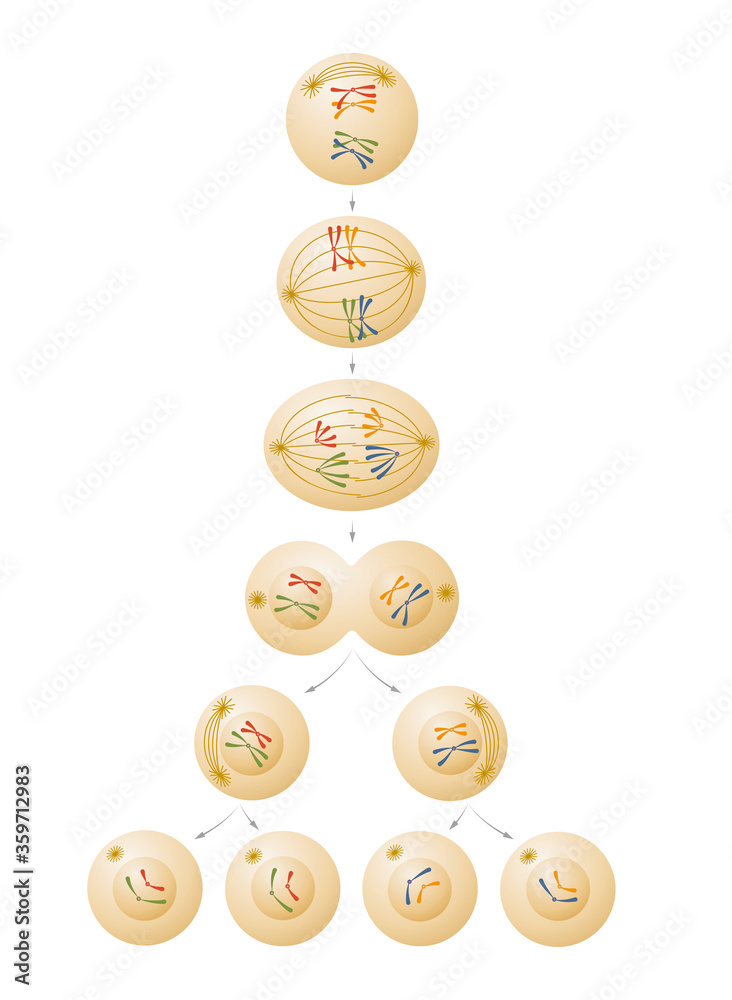 Meiosis cell division illustration Stock Illustration | Adobe Stock