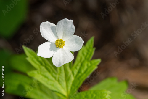 Canadian anemone flower close up