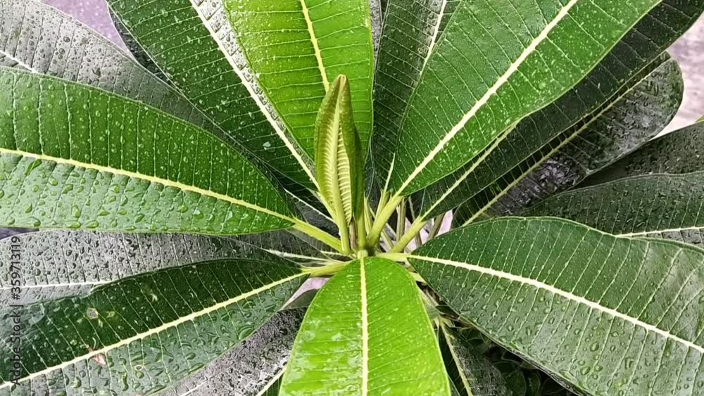 Rain on the surface of the green plumeria
Rain on the surface of the green plumeria