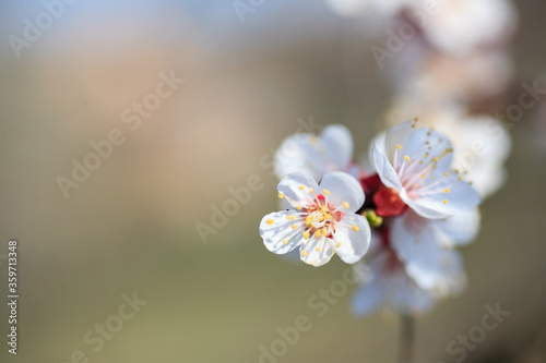 Branches of blossoming apricot macro