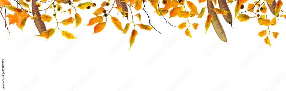 autumn leaves and branches frame, isolated on white background
