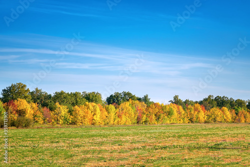 Fototapeta Naklejka Na Ścianę i Meble -  Autumn forest in front of a meadow against a blue sky