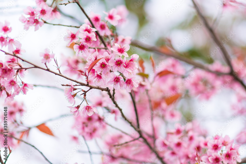 Beautiful wild Himalayan Cherry ( Prunus cerasoides ) name Sakura in Thailand blooming on the tree Beautiful wild Himalayan Cherry ( Prunus cerasoides ) name Sakura in Thailand blooming on the tree
