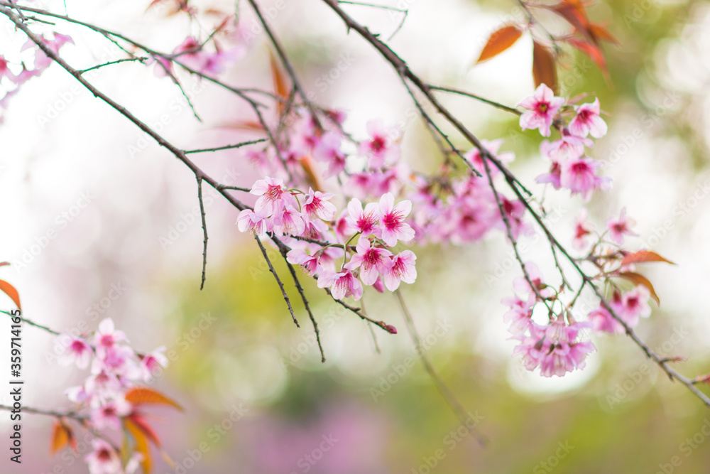 Beautiful wild Himalayan Cherry ( Prunus cerasoides ) name Sakura in Thailand blooming on the tree Beautiful wild Himalayan Cherry ( Prunus cerasoides ) name Sakura in Thailand blooming on the tree