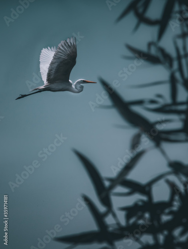 Photograph of a white heron flying in the sky over some trees