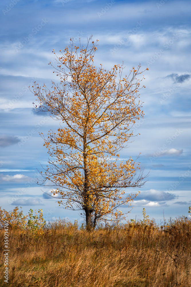 Fototapeta premium Tree with yellow leaves against blue cloudy sky