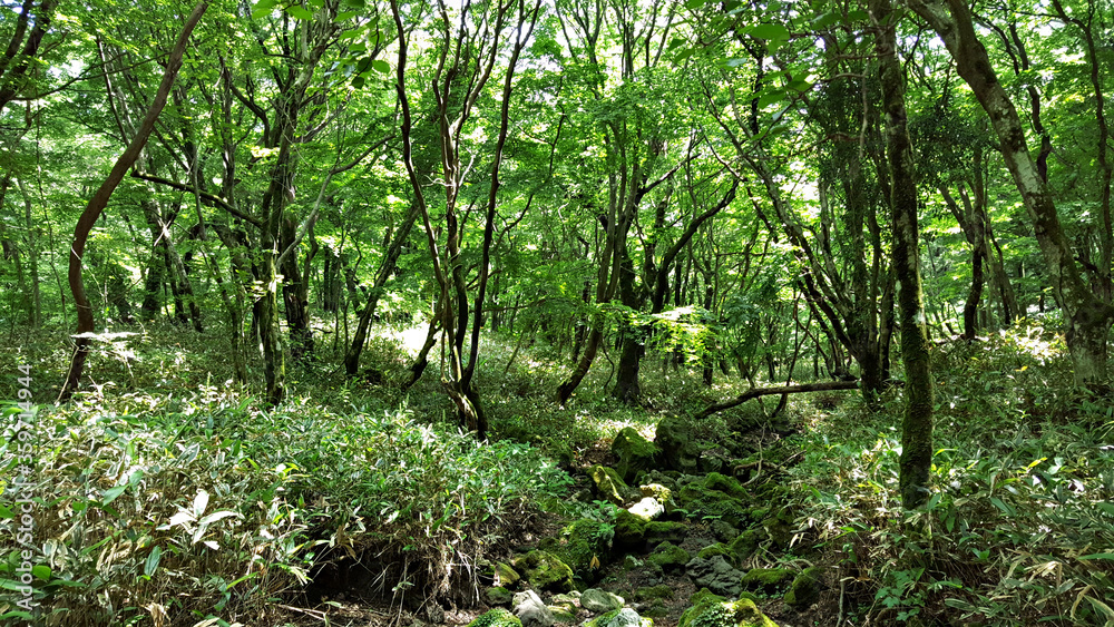 Fototapeta premium 한국 제주도 한라산 둘레길 풍경