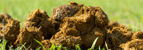 A pile of fresh horse manure on green grass.