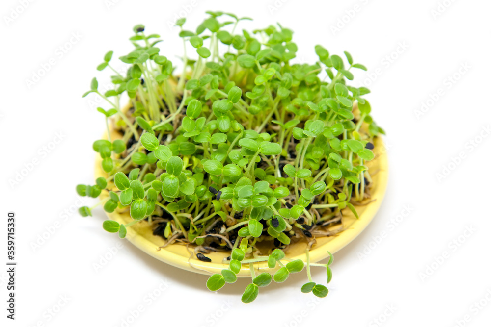Sprouting seeds of Sesame in bowl on white Sprouting seeds of Sesame in bowl on white