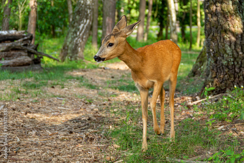 Young roe deer grazing on a meadow