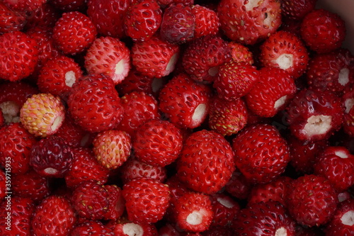 Wild Strawberry