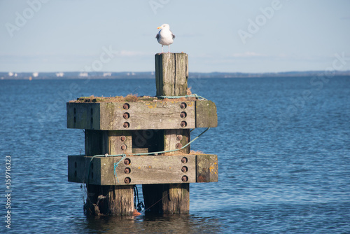 Möwe auf altem Holzpoller im Fjord, Skandinavien