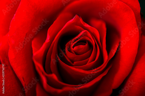 Natural red roses background, close-up. Top view of beatiful dark red rose.