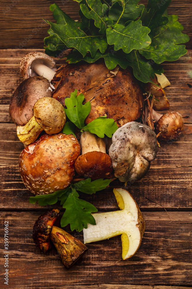 Fresh forest mushrooms. Assorted porcini, boletus, russula, blusher, oak leaves