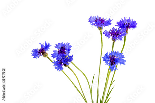 Blue cornflowers  summer flowers on white background  floral background  beautiful small cornflowers close up