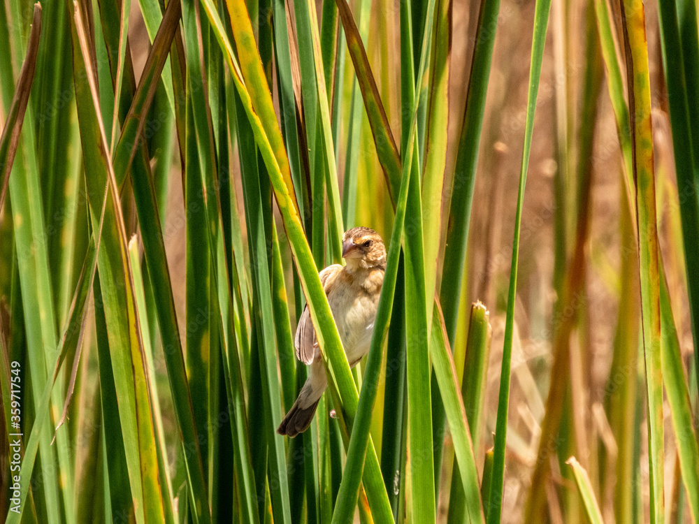 Obraz premium squirrel on the grass