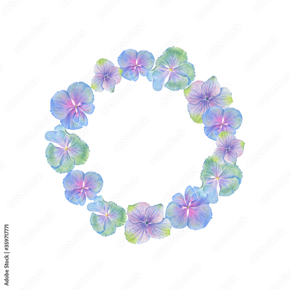 Watercolor Hydrangea blossom frame on white background. Summer Floral wreath with natural blossom flowers.