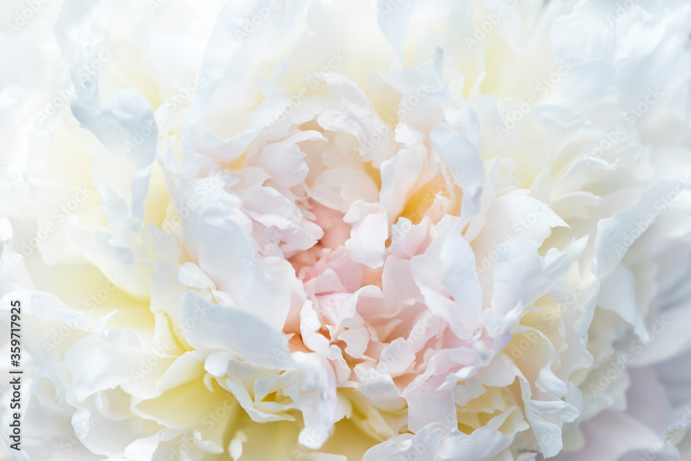 White peony flower close up White peony flower close up