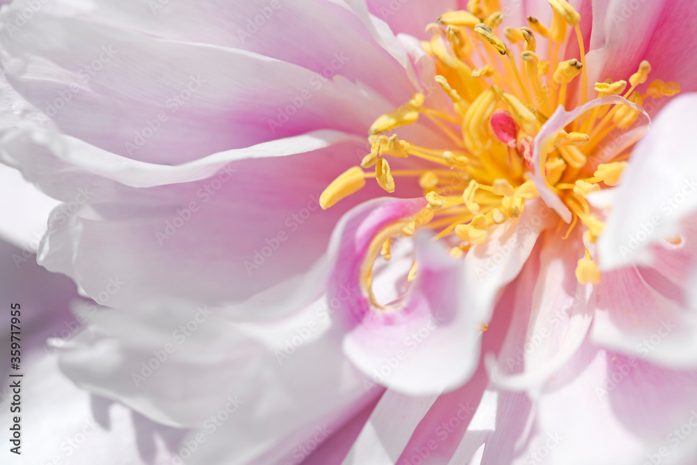 Pink peony flower close up