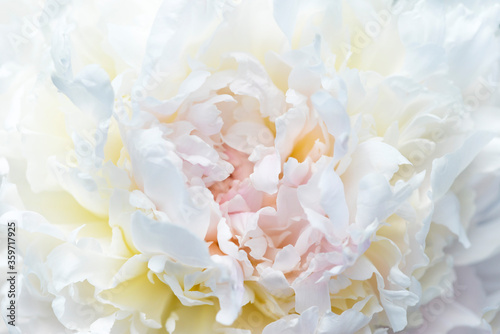 Fototapeta Naklejka Na Ścianę i Meble -  White peony flower close up