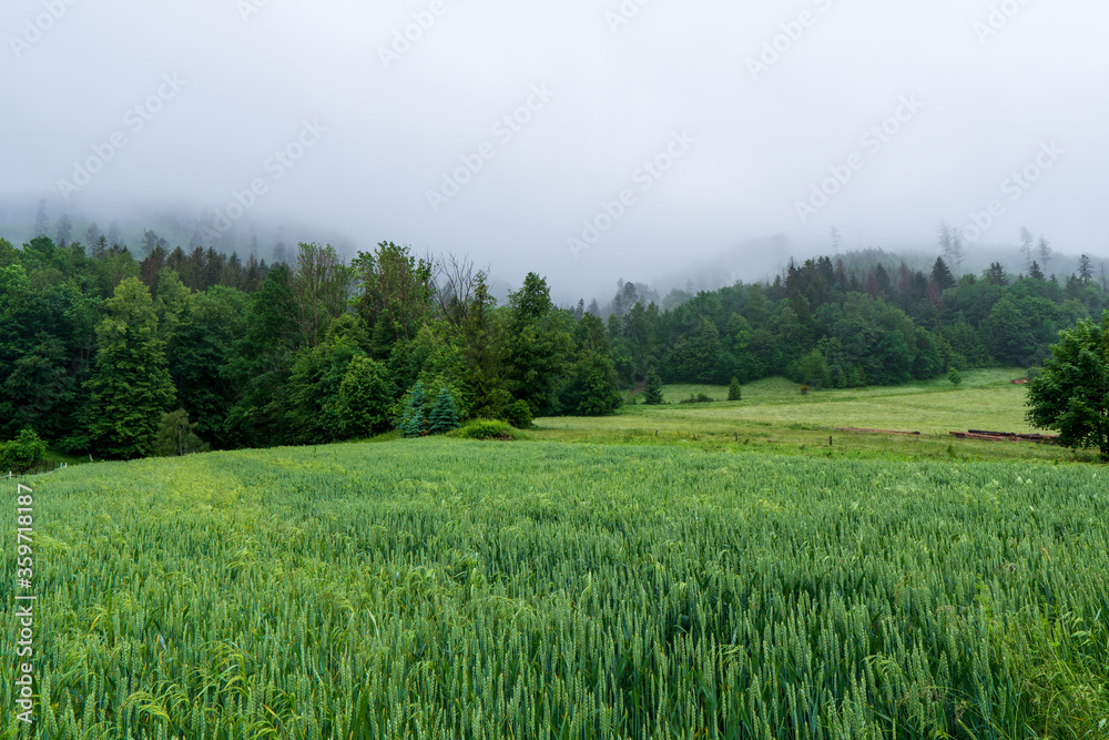 Green barley field in front of forest and fog in spring