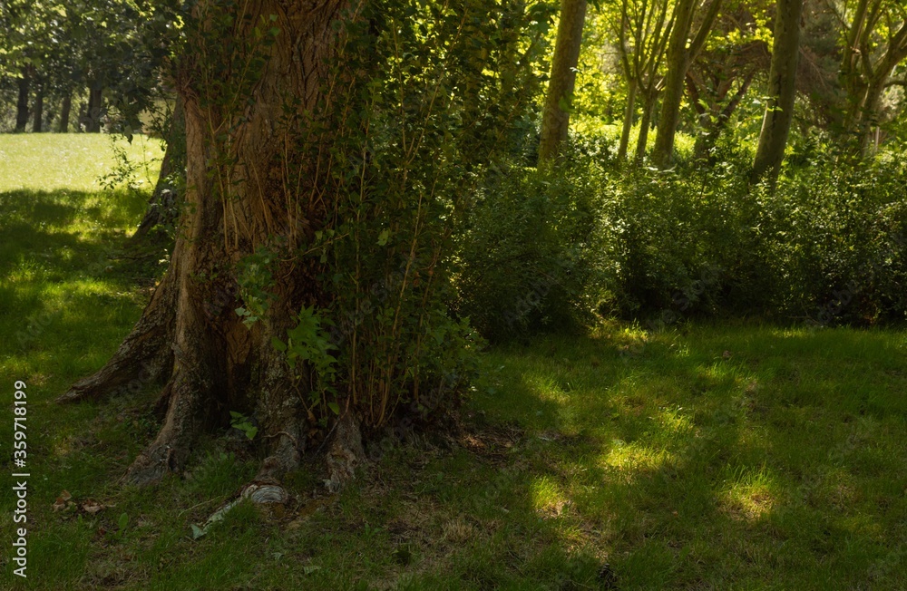 tree with a thick trunk in the middle of the field tree with a thick trunk in the middle of the field
