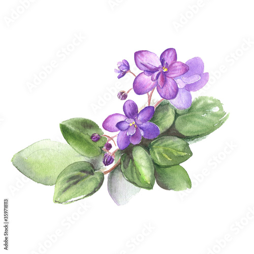 Hand drawn watercolor of African Violet Flowers. Illustration for your design.