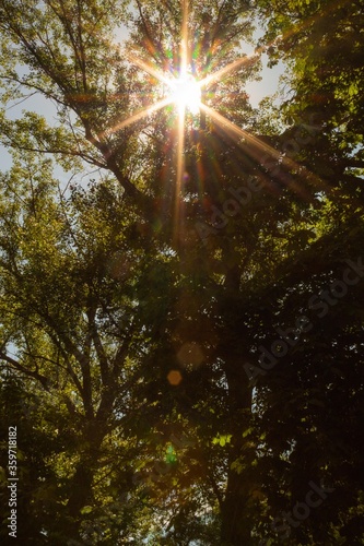 sunlight through the trees