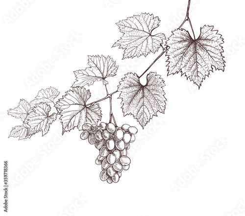 Fotografia, Obraz grapevine and grapes hand drawing on white