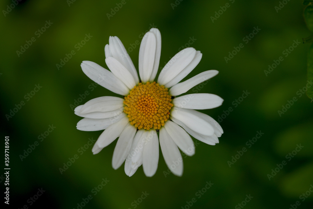 Fototapeta premium Marguerite