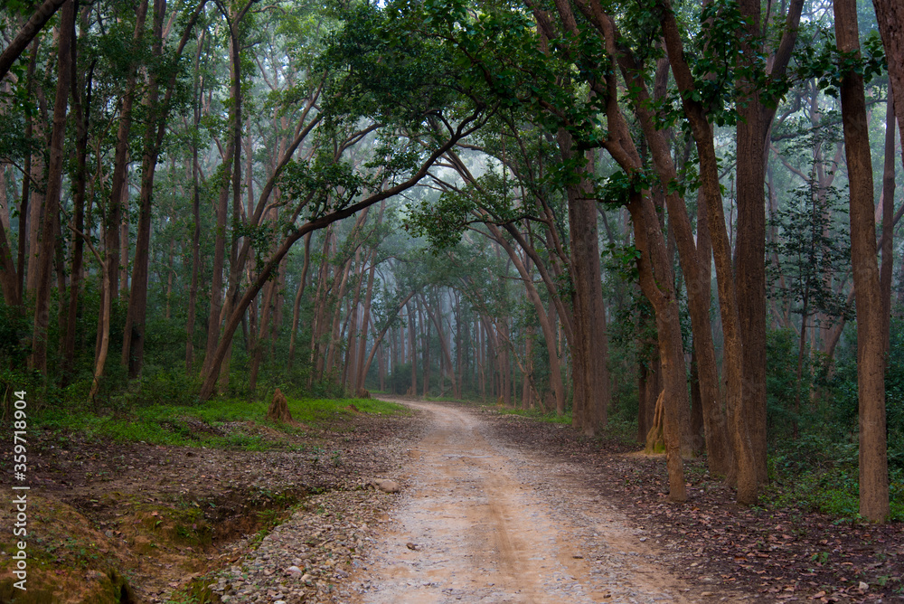 Fototapeta premium Forest road through the canopy of trees.