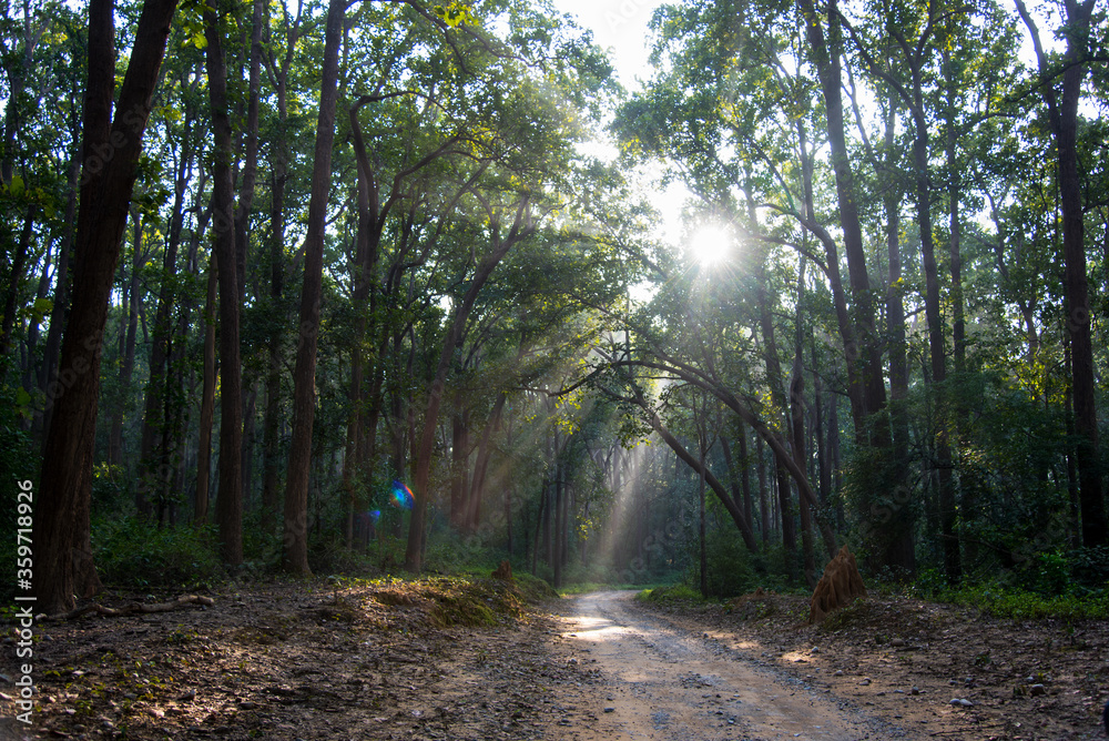 Obraz premium Sun rays through the canopy of trees in the forest.