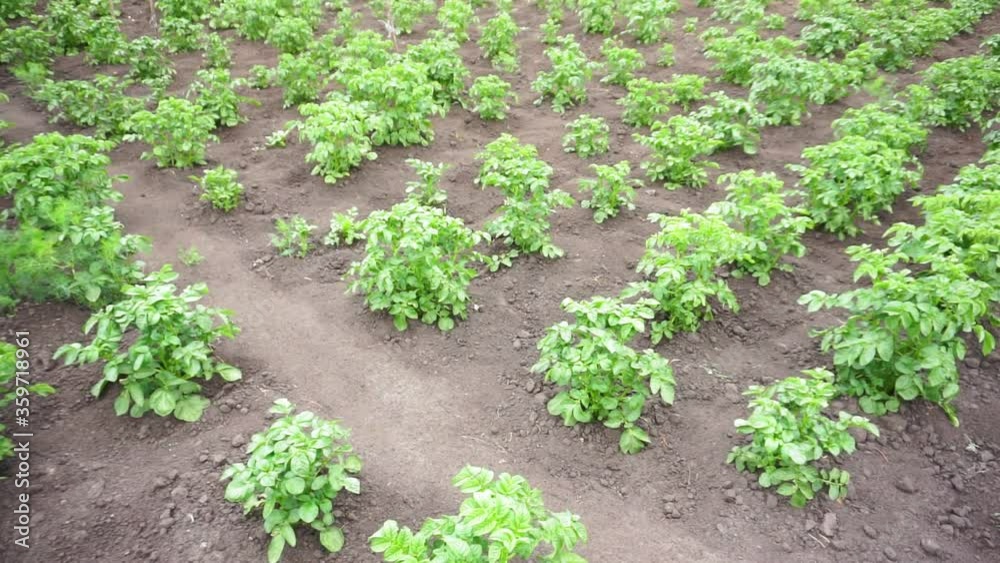 potato plant growing on the soil. Potato bush in the garden. Healthy young potato plant in organic farm potato plant growing on the soil. Potato bush in the garden. Healthy young potato plant in organic farm