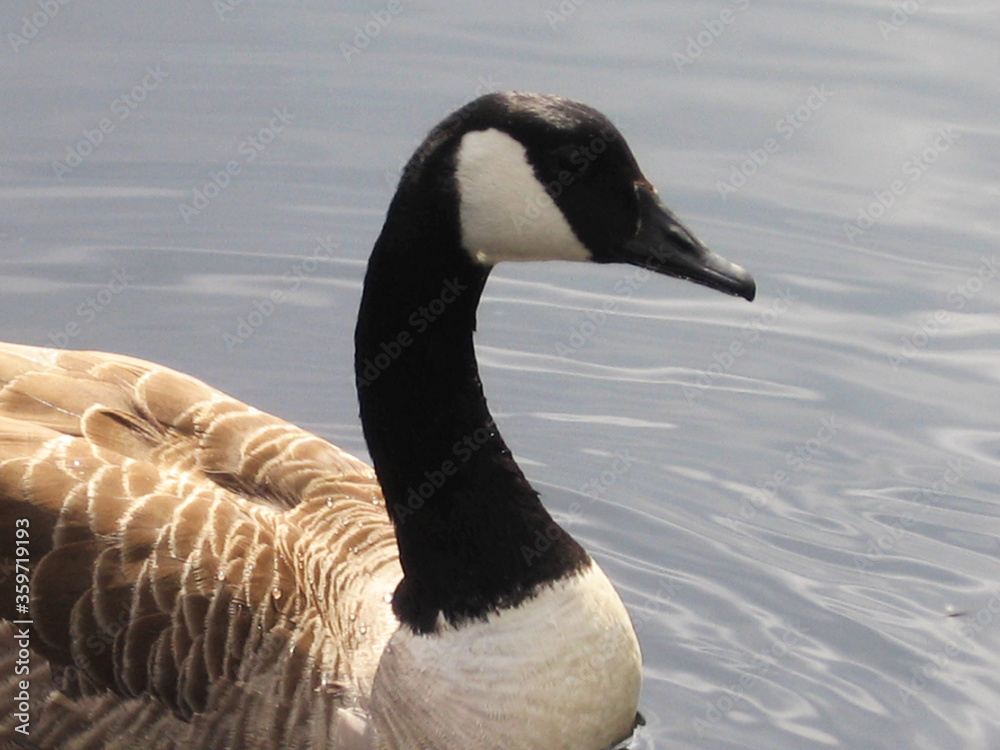 Fototapeta premium Canada Goose Swimming