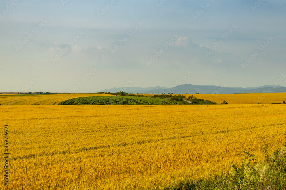 field of wheat and sky