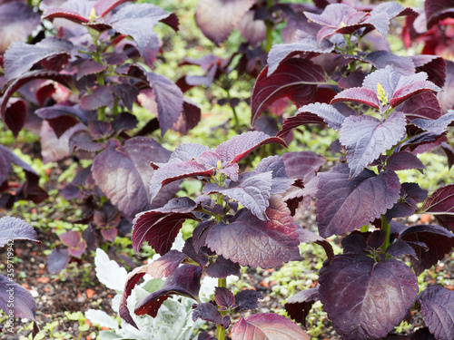 (Solenostemon scutellarioides) Coléus ou Plectranthe fausse-scutellaire au feuillage panaché de rouge sombre, pourpre foncé, brun pourpré photo