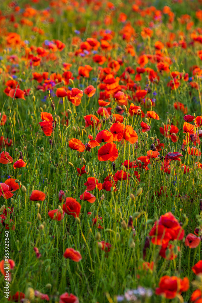 Field of red poppies in the summer