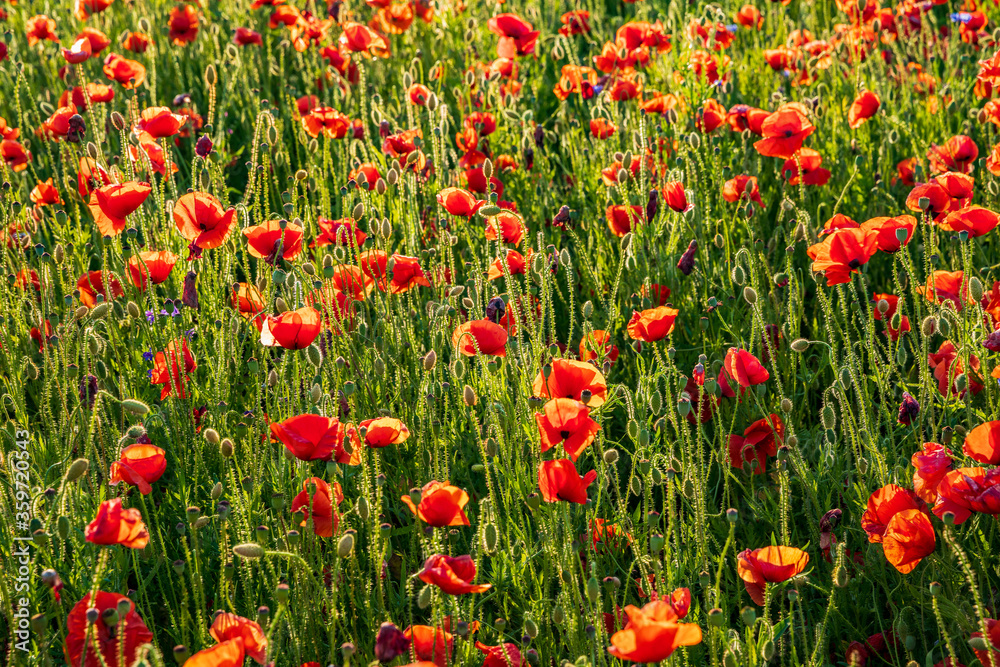 Field of red poppies in the summer