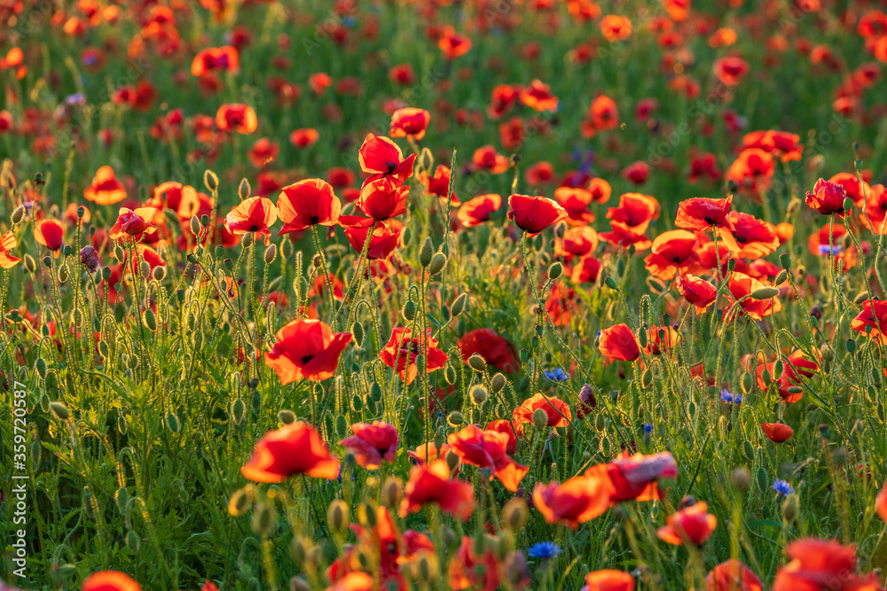 Field of red poppies in the summer