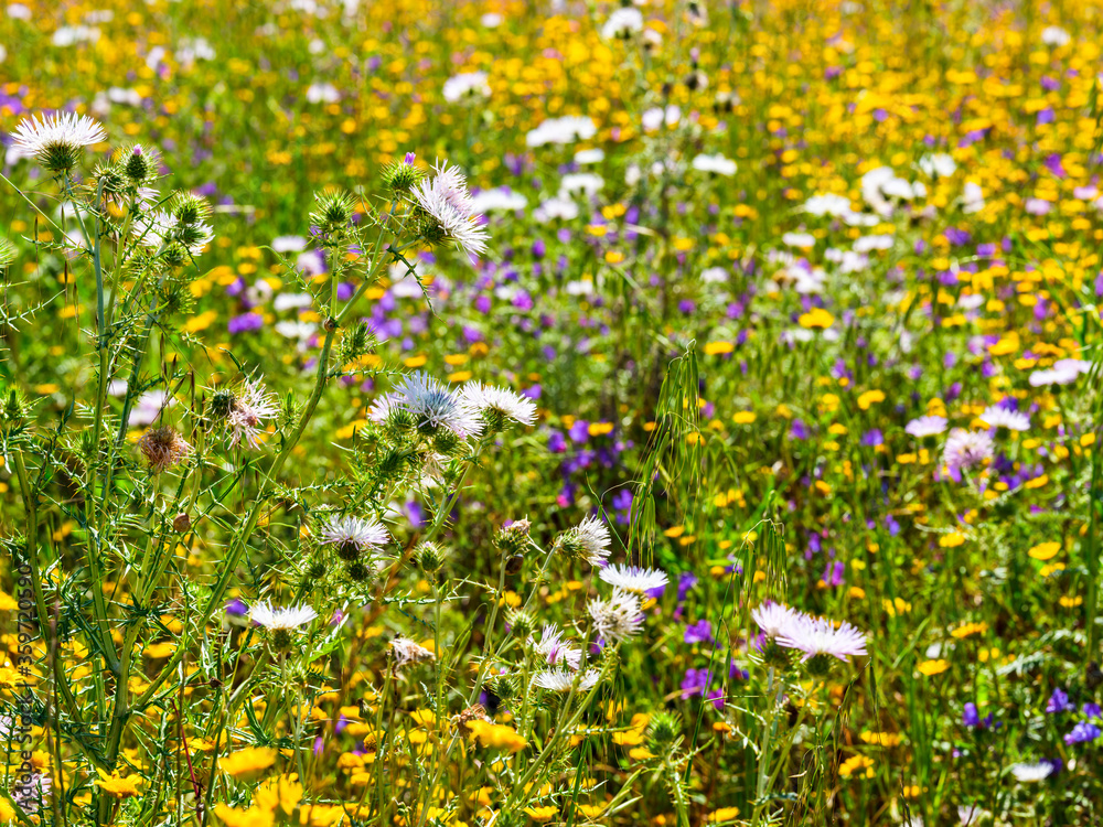 Field blooming in spring with yellow daisies, purple flowers and scarlina