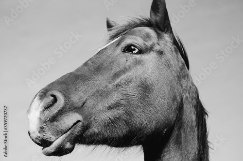 Close up portrait of quarter horse head in black and white.