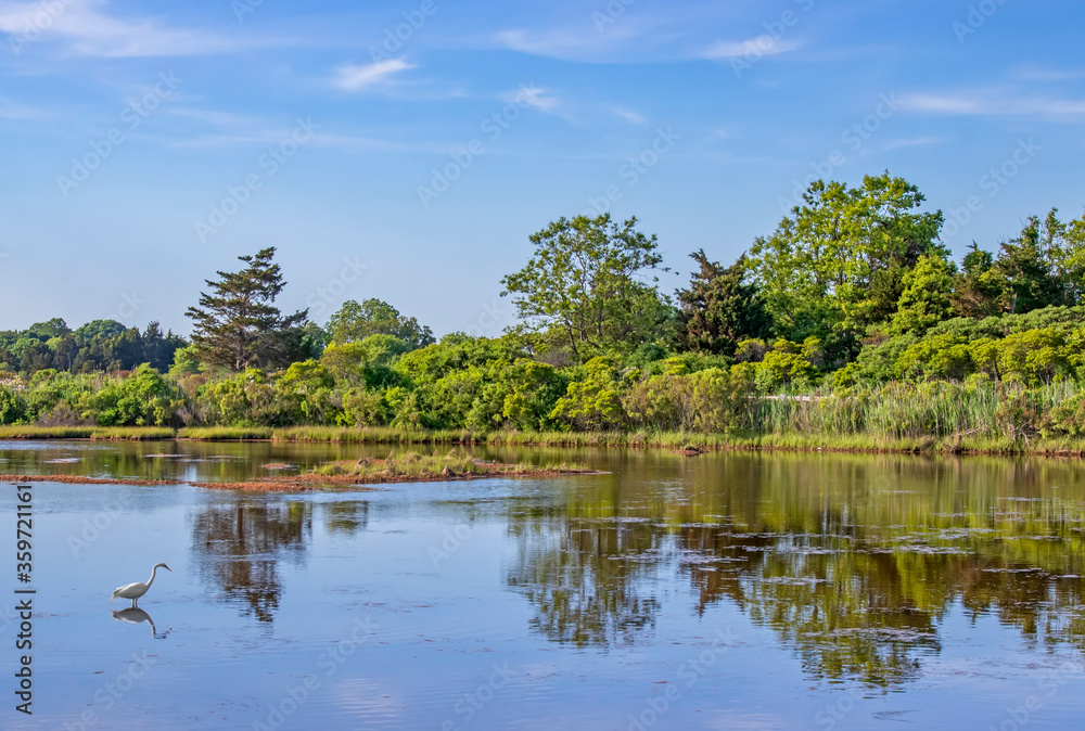 Lone egret in pond with forest reflection against blue sky.