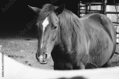Quarter horse mare in black and white close up on farm  rustic animal portrait.